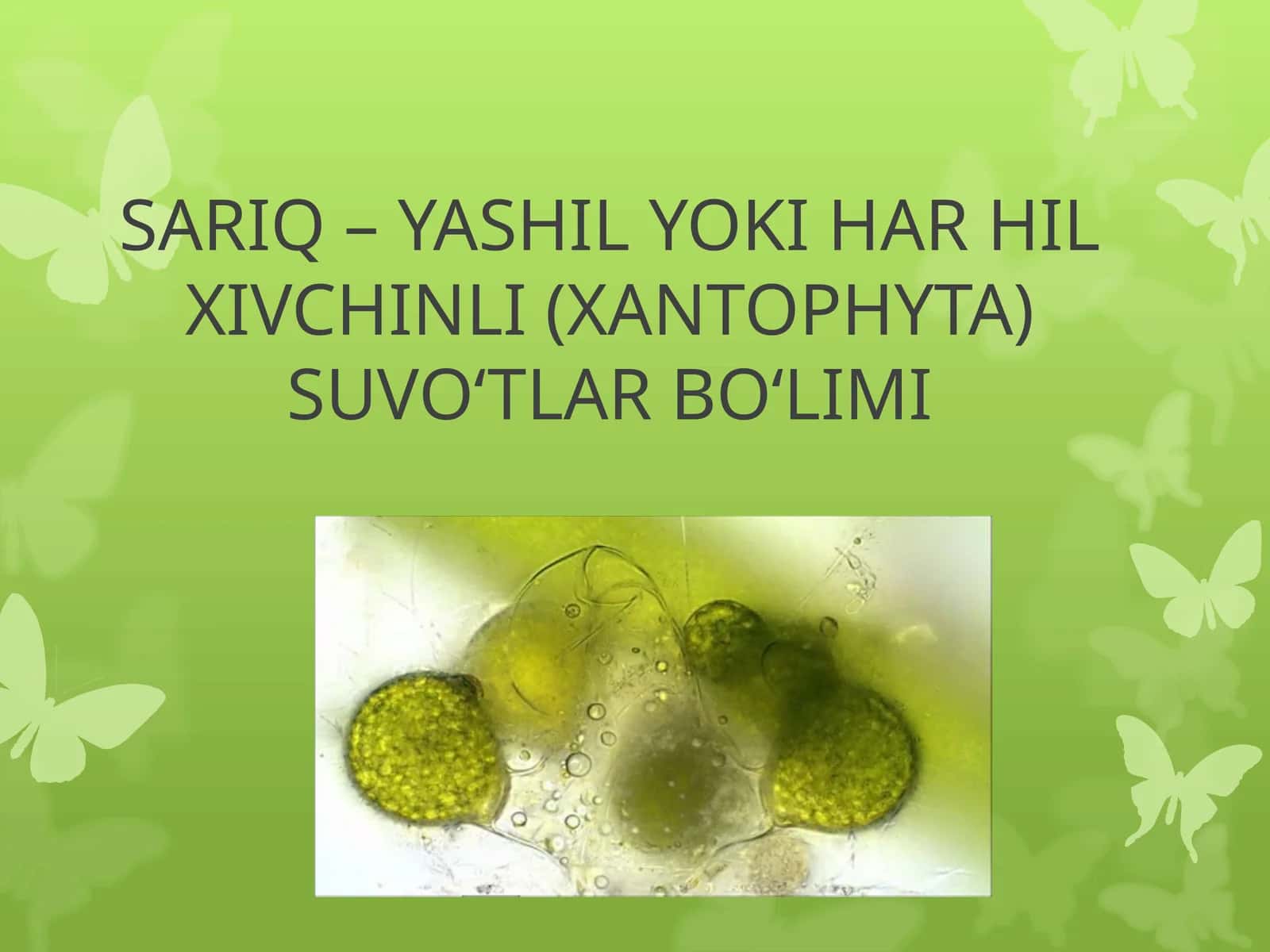 Harhilxivchinli (Xanthophyta) suvo‘tlar bo‘limi 1