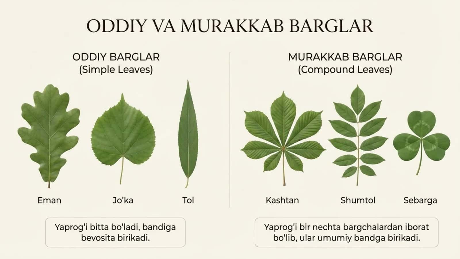 Oddiy va murakkab barglar 1