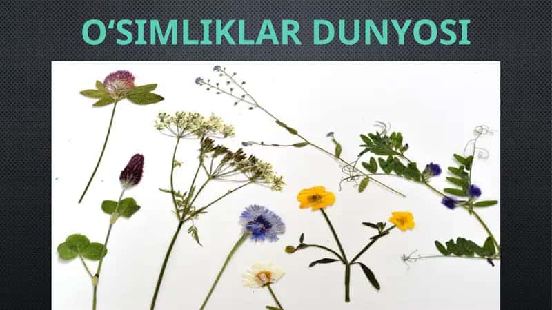 O‘SIMLIKLAR DUNYOSI 1