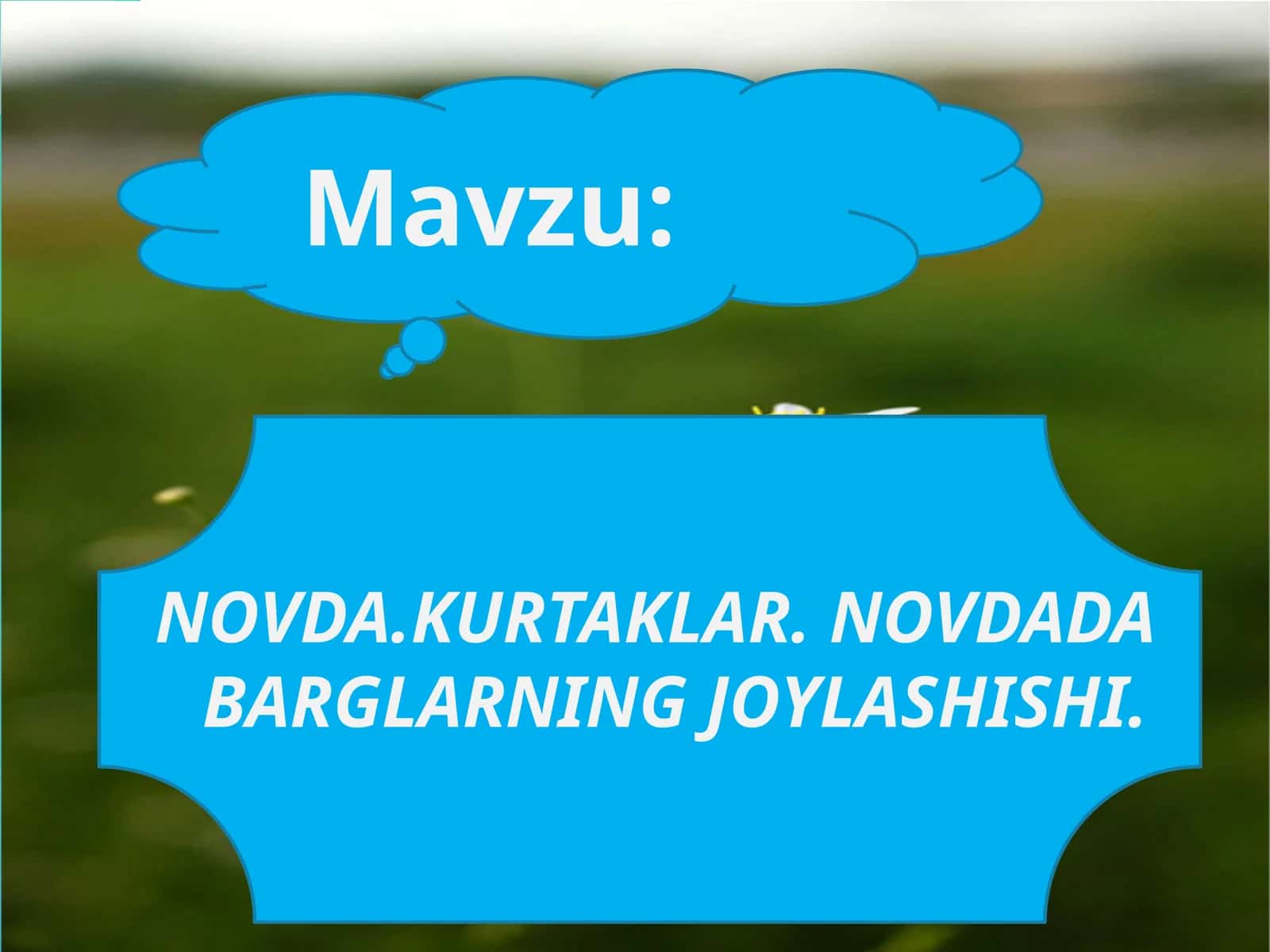 NOVDA.KURTAKLAR. NOVDADA BARGLARNING JOYLASHISHI 1