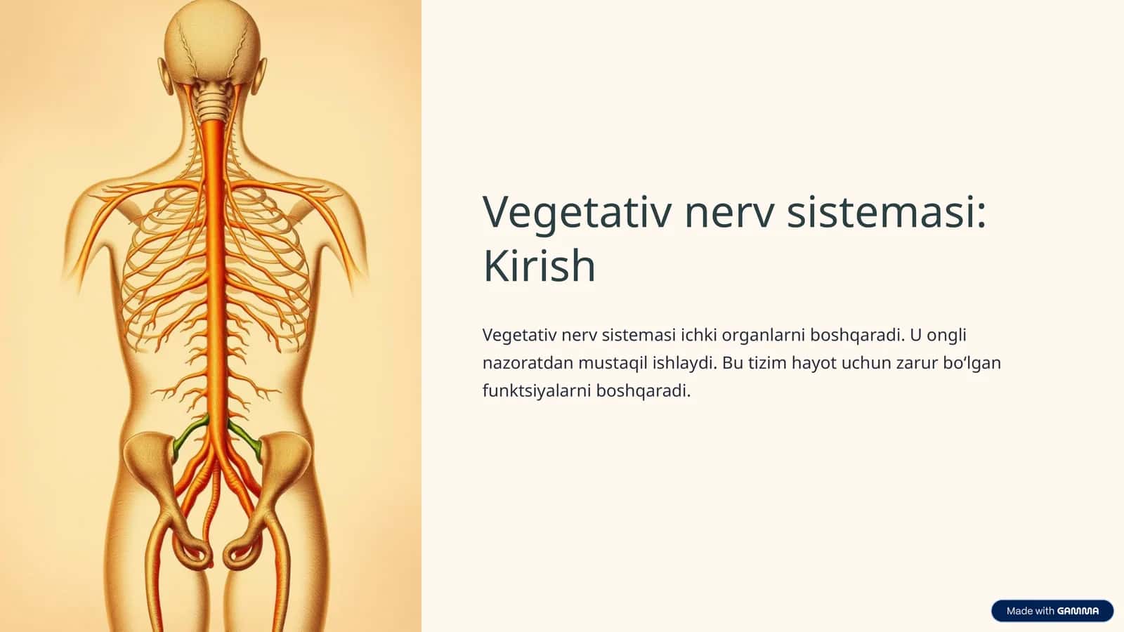 Vegetativ nerv sistemasi: Kirish 1