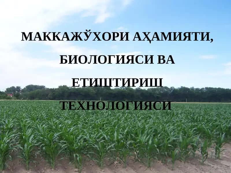 МАККАЖЎХОРИ АҲАМИЯТИ, БИОЛОГИЯСИ ВА ЕТИШТИРИШ ТЕХНОЛОГИЯСИ 1