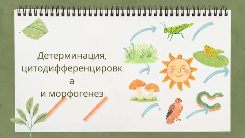 Основные механизмы детерминации клеток 1