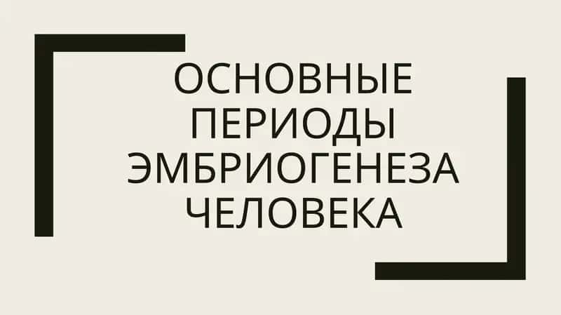 основные периоды эмбриогенеза человека 1