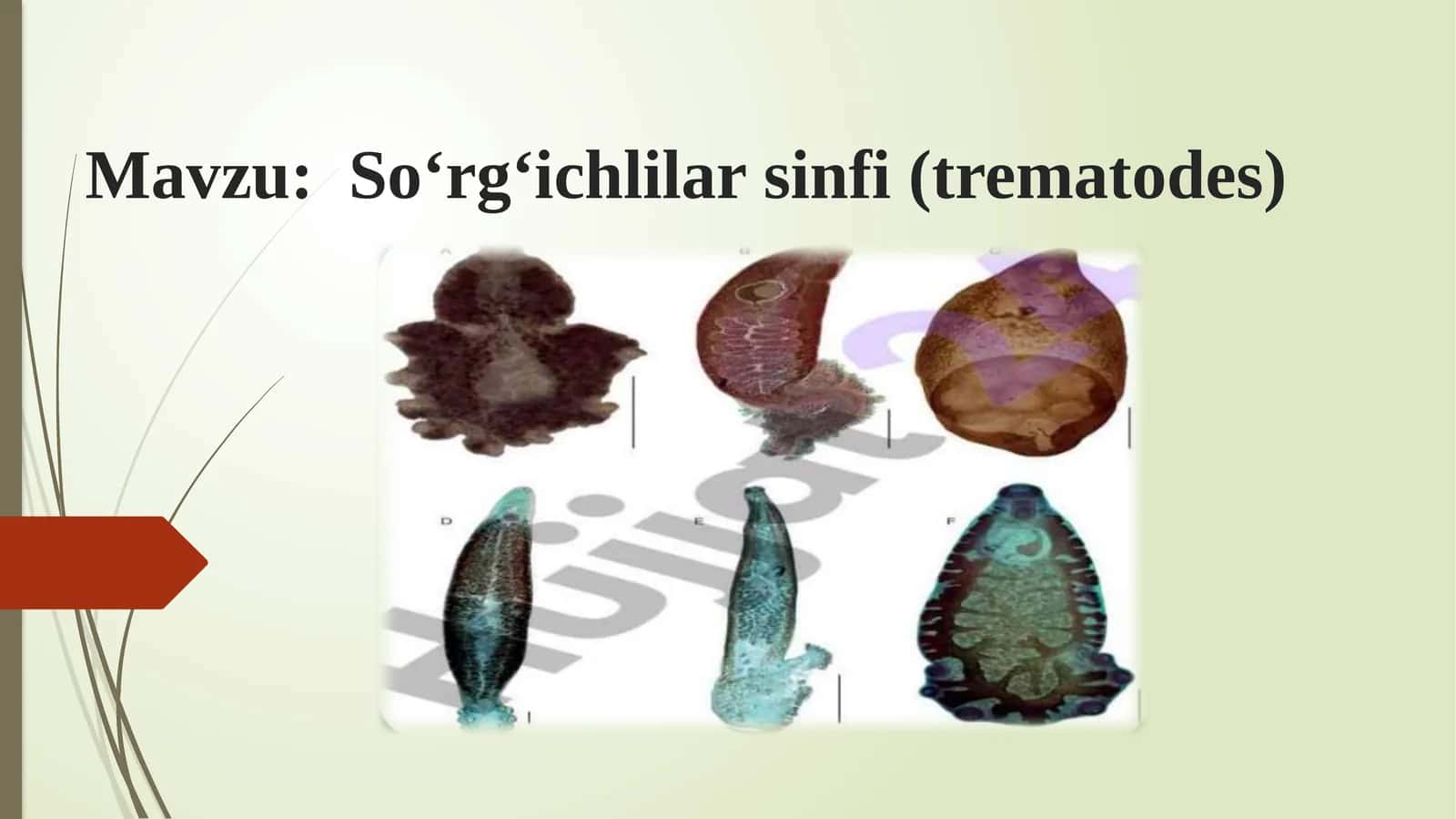So‘rg‘ichlilar sinfi 1