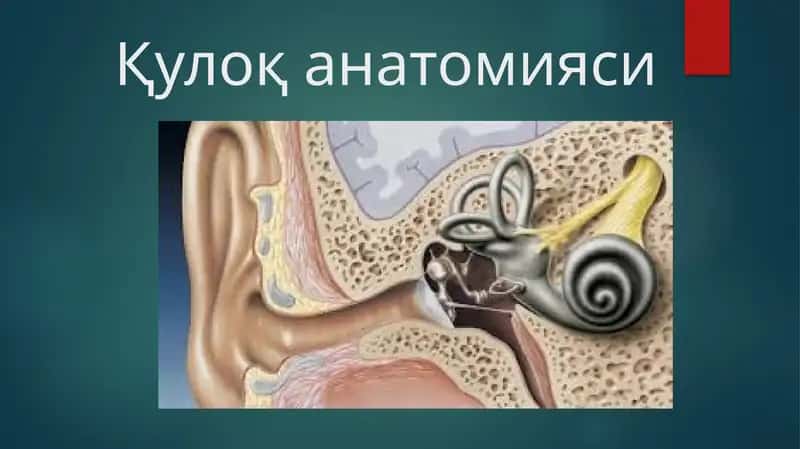 Қулоқ анатомияси 1