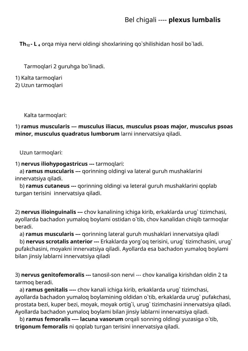Plexus lumbalis 1
