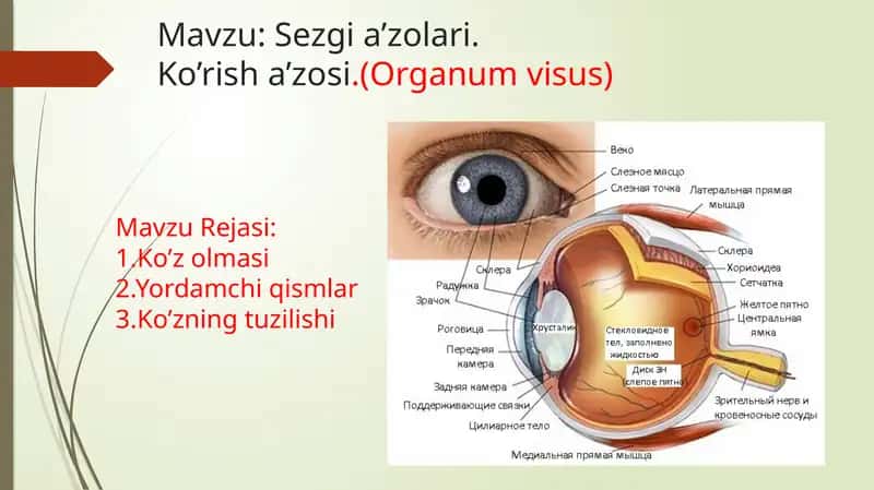 ko'rish a'zosi 1