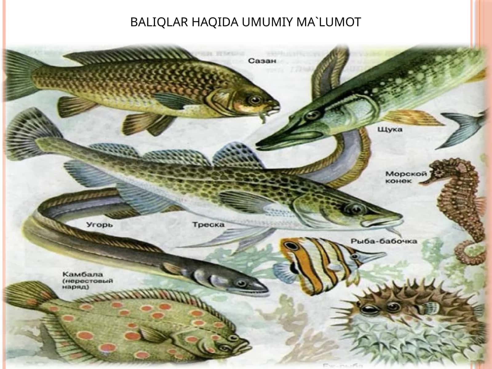 Baliqlar haqida umumiy ma'lumot 1