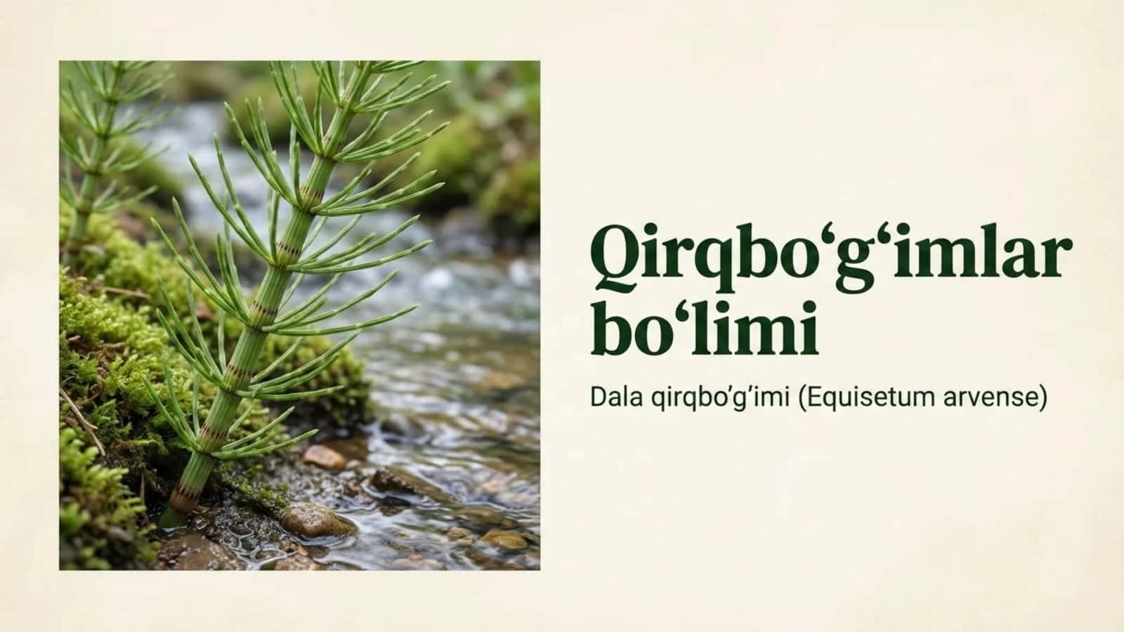 Qirqbo'g'imlar bo'limi 1