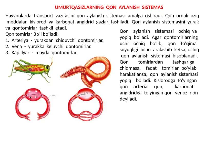 UMURTQASIZLARNING QON AYLANISH SISTEMAS 1