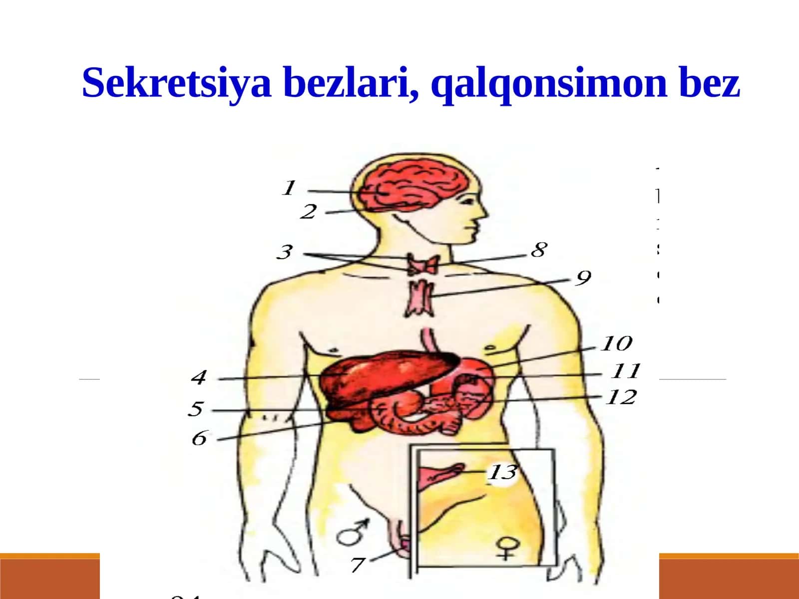 Ichki sekretsiya bezlari 1