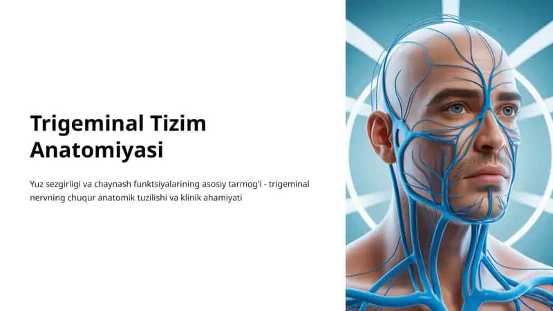 Trigeminal Tizim Anatomiyasi 1