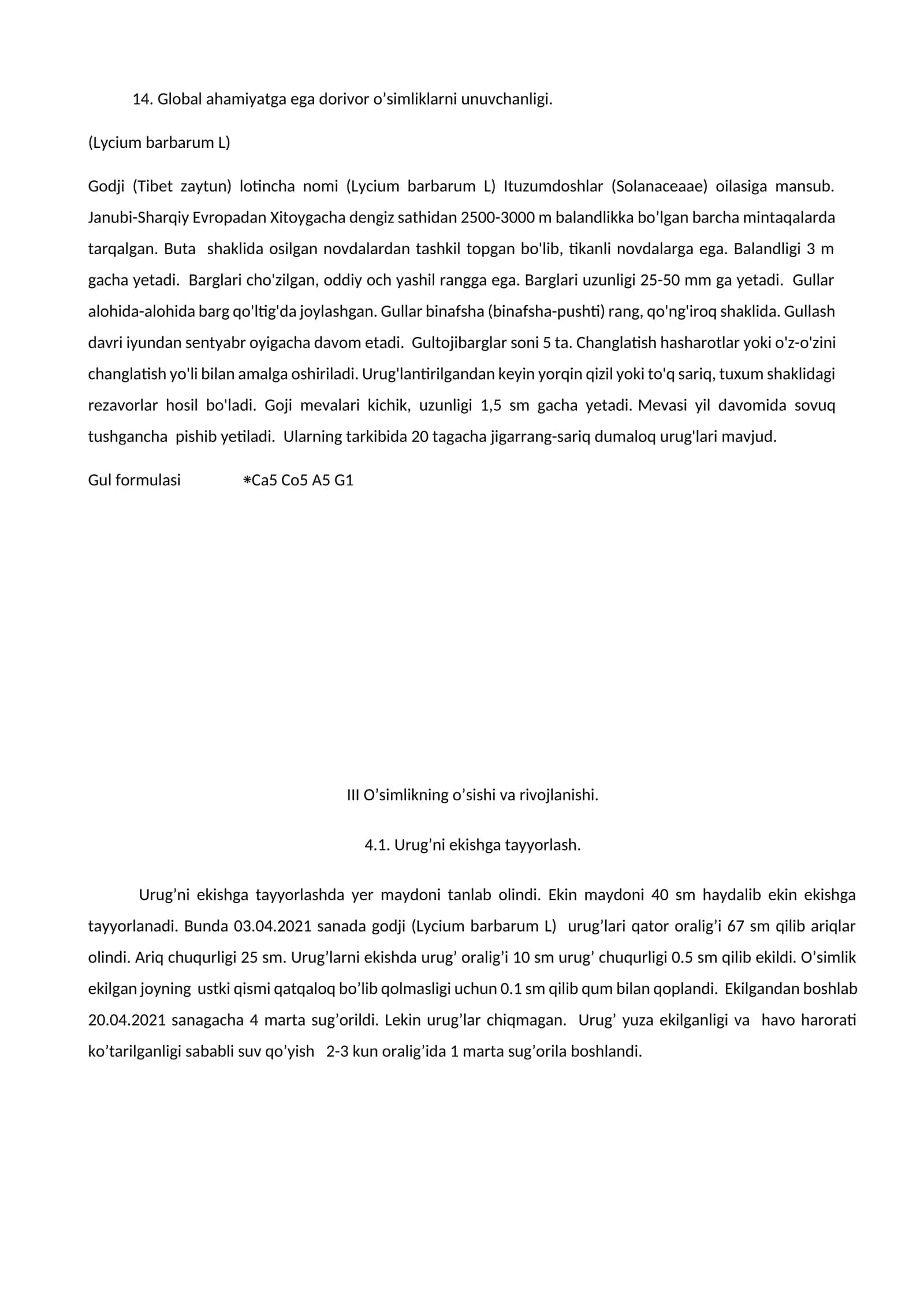 Godji (Tibet zaytun) 1