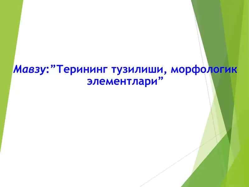 Терининг тузилиши, морфологик элементлари 1