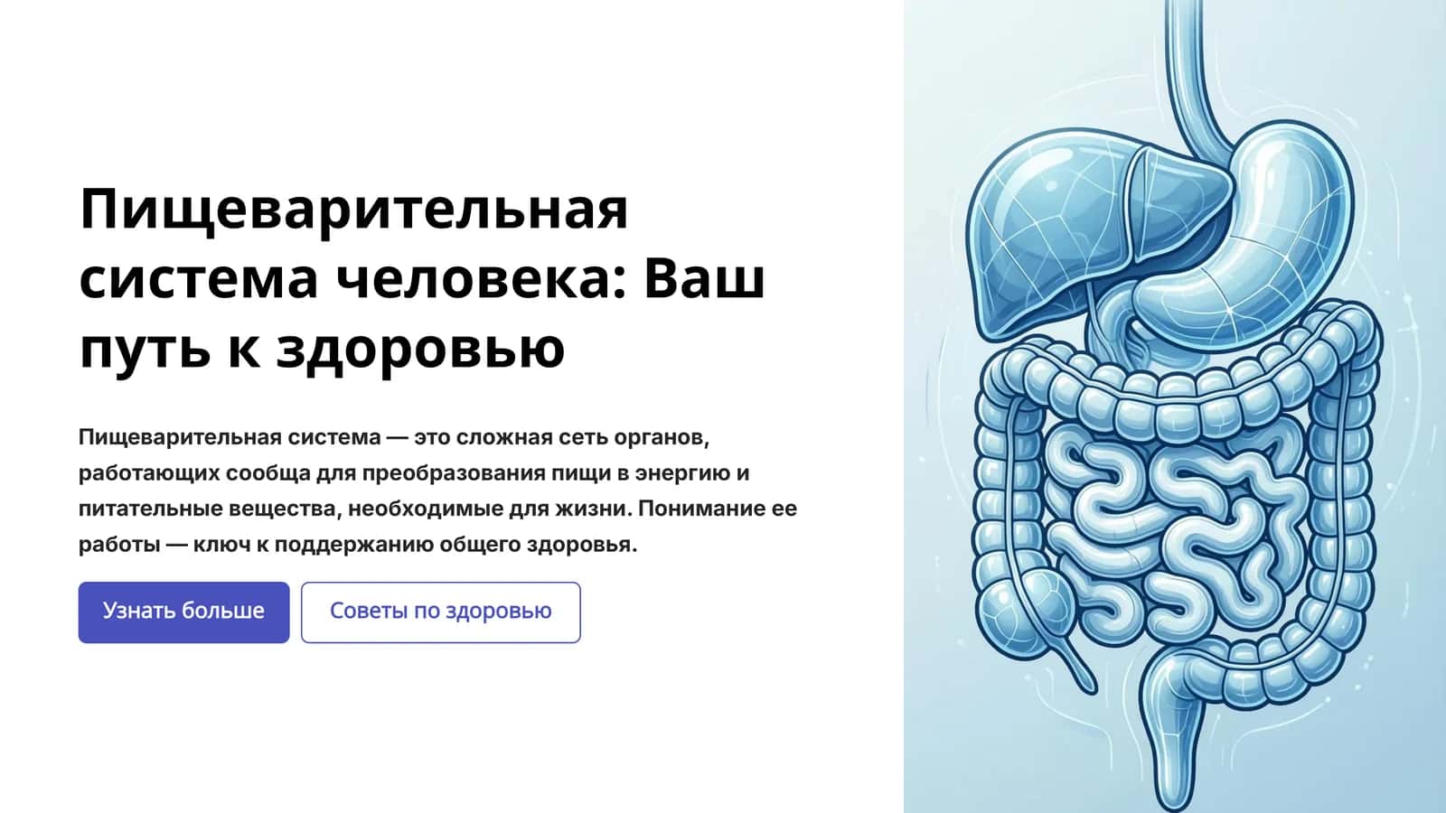 Пищеварительная система человека: Ваш путь к здоровью 1
