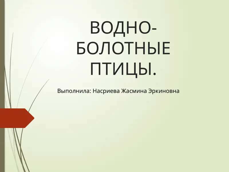 ВОДНО-БОЛОТНЫЕ ПТИЦЫ 1