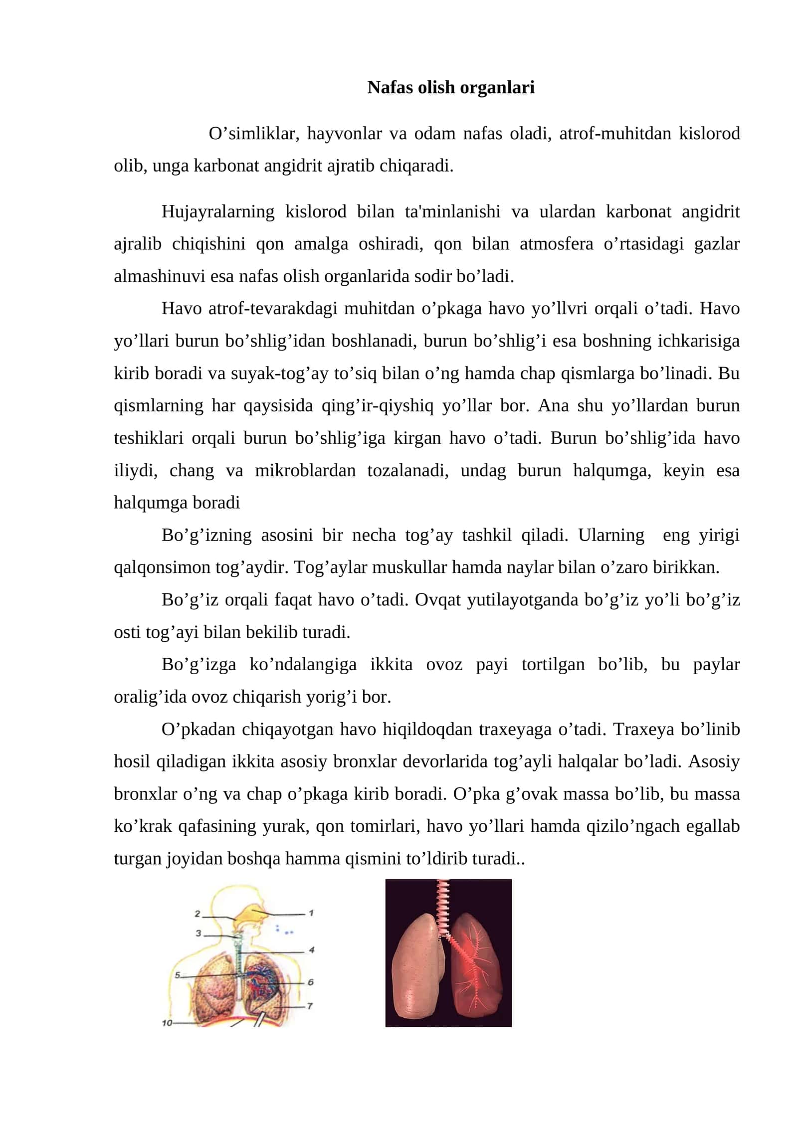 Nafas olish organlari 1