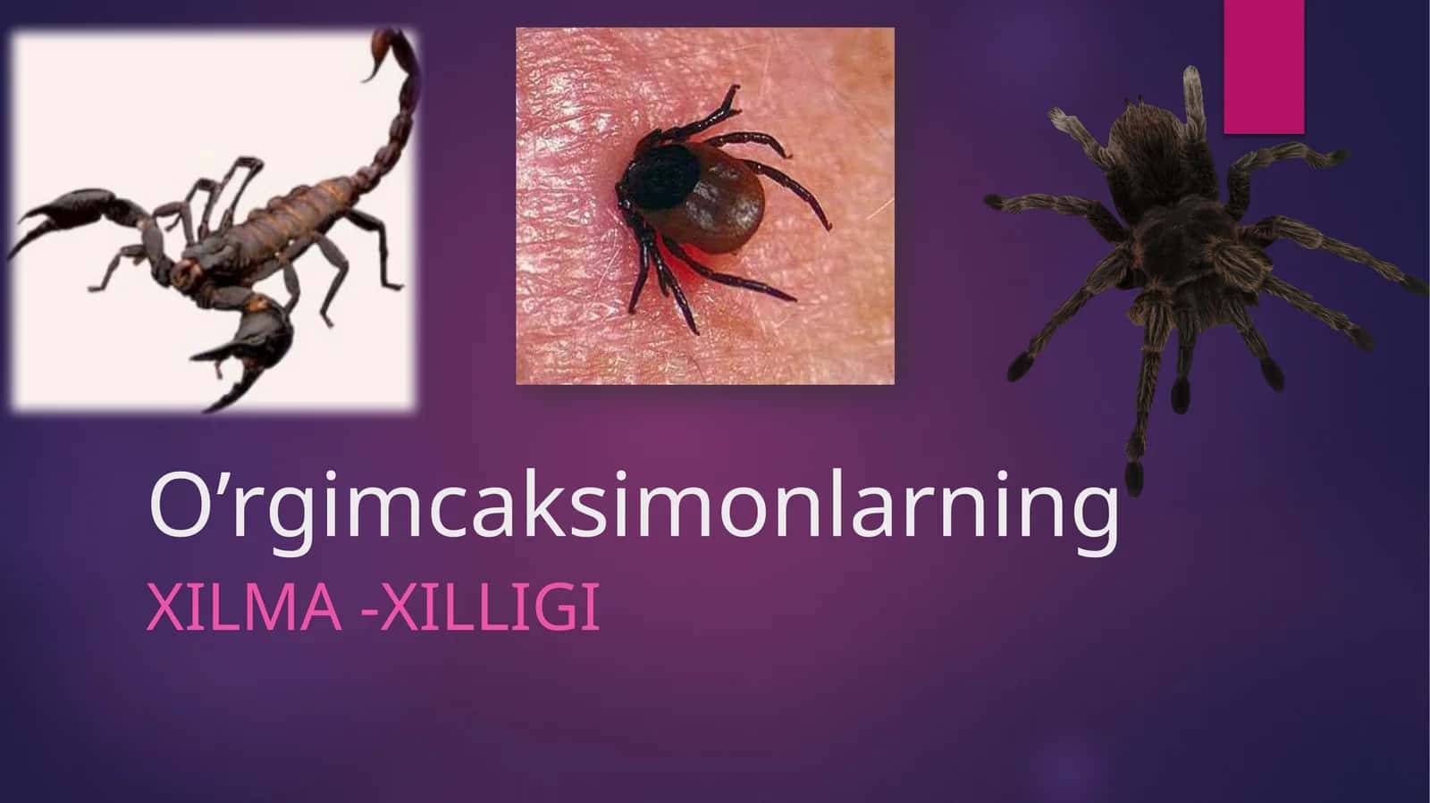 O’rgimcaksimonlarning Xilma-xilligi 1