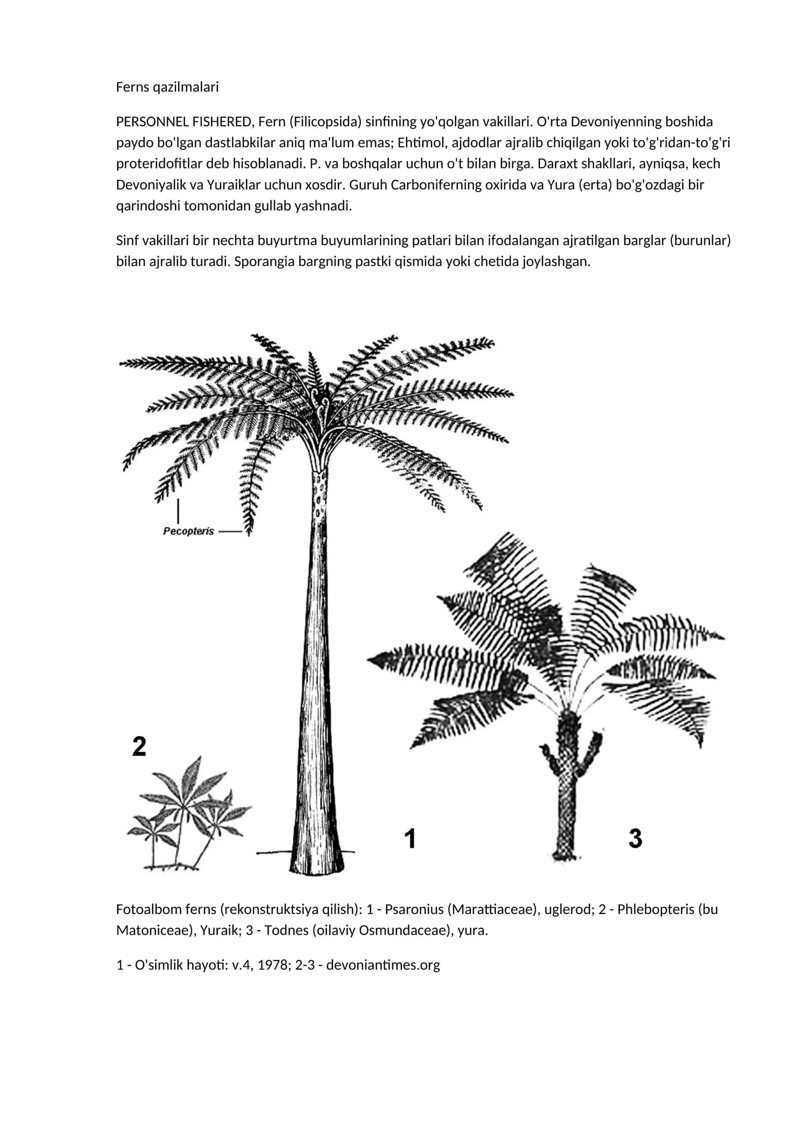 Ferns qazilmalari 1