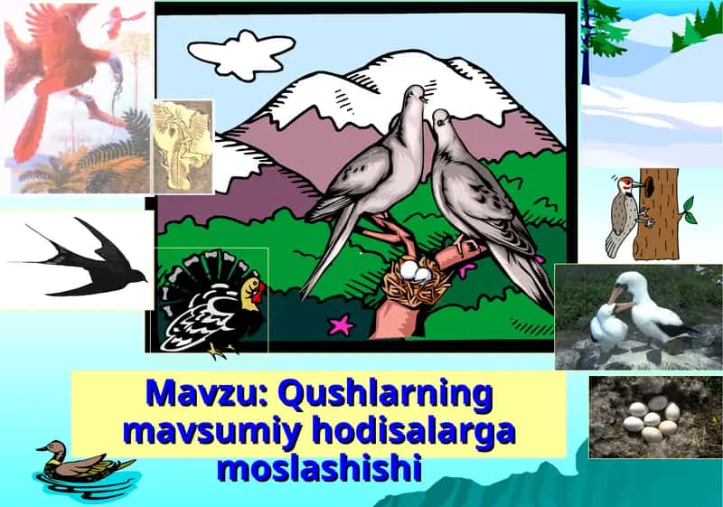 Qushlarning mavsumiy hodisalarga moslashishi 1