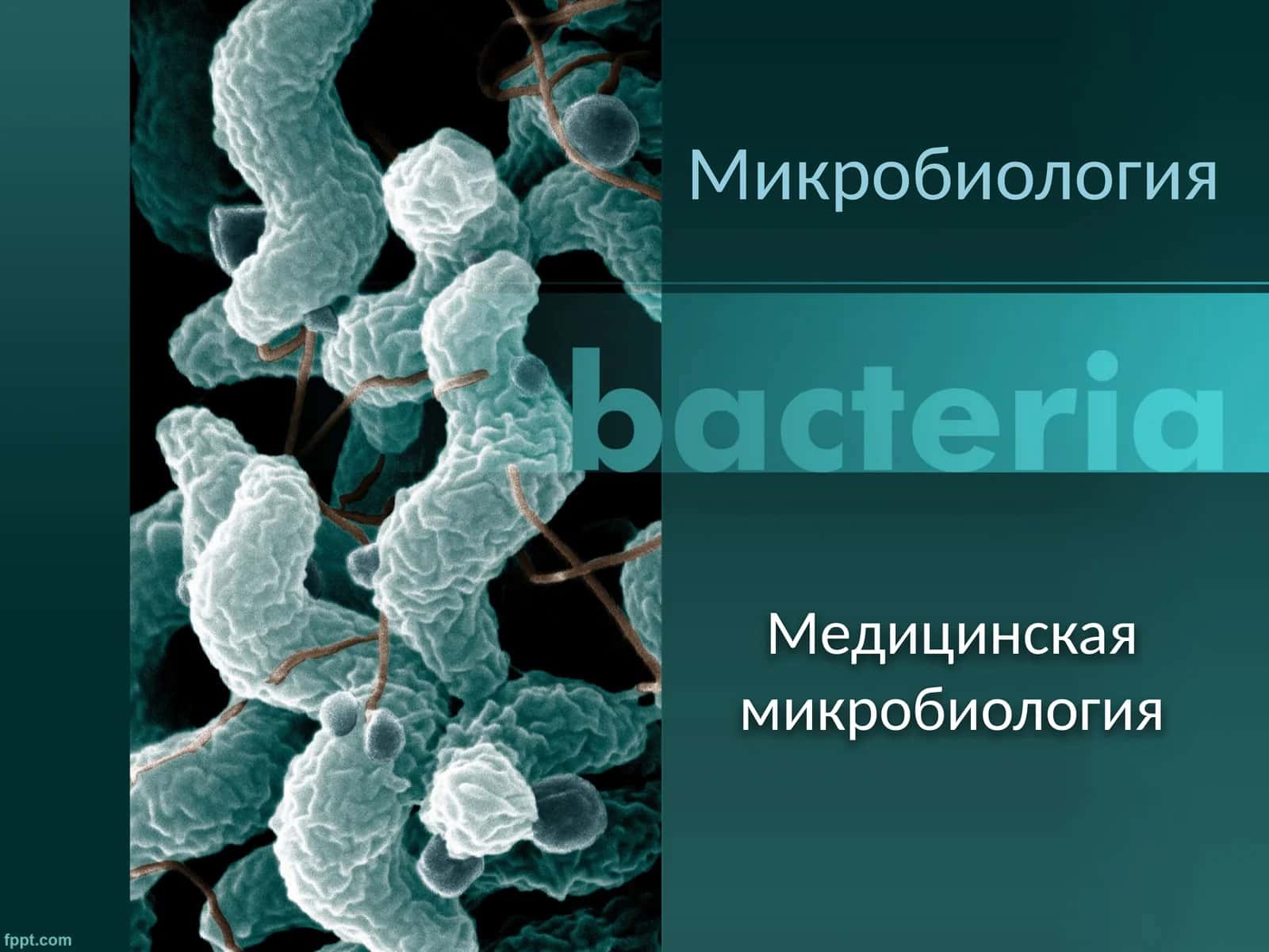 Медицинская микробиология 1
