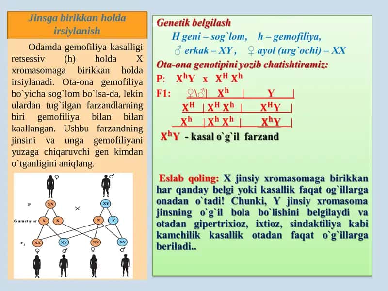 Jinsga birikkan holda irsiylanish 1