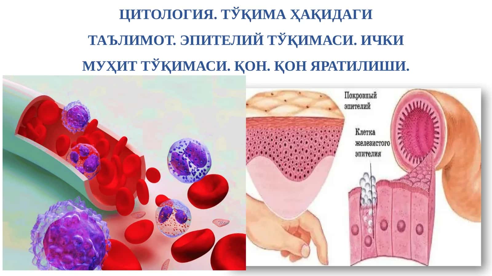 Гистология 1