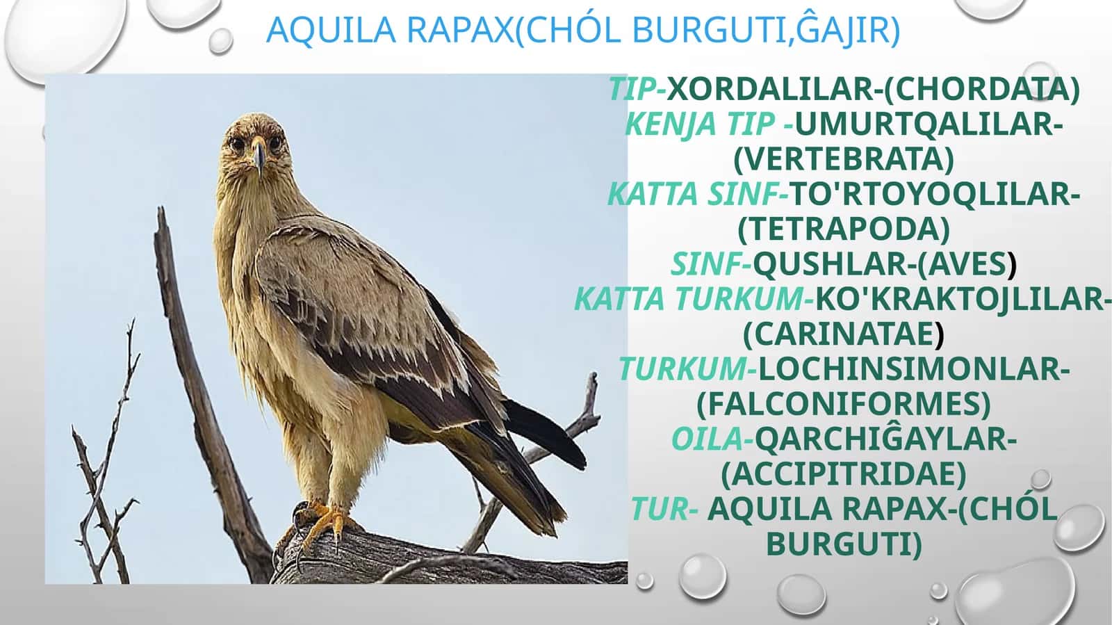 Aquila rapax (Chól burguti, ĝajir) 1