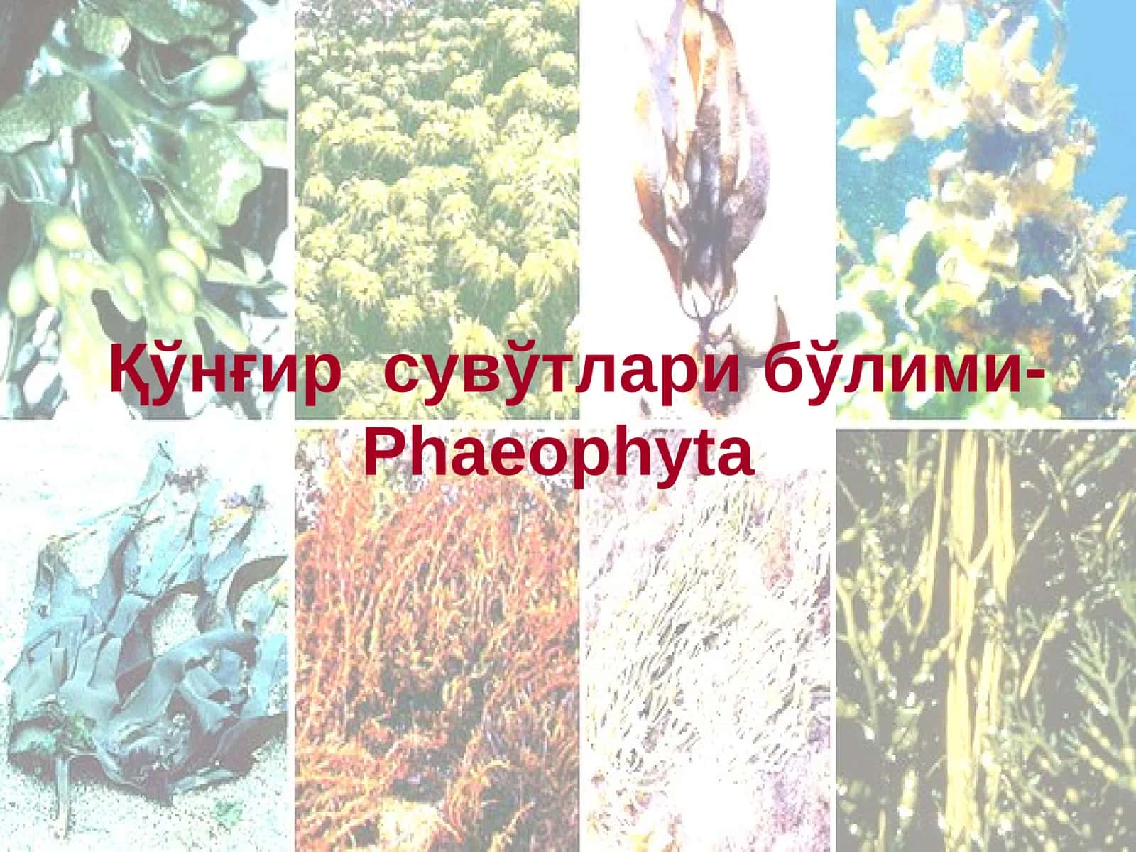 Қўнғирсувўтларибўлими-Phaeophyta 1