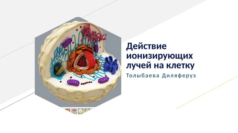 Действие ионизирующих лучей на клетку 1