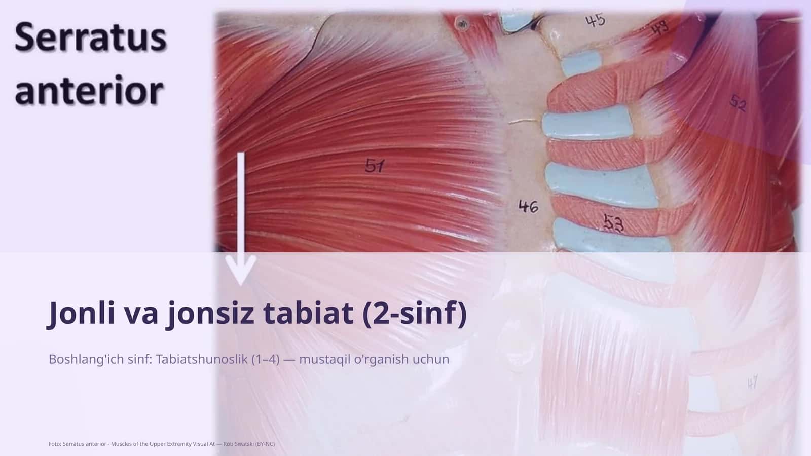 Jonli va jonsiz tabiat (2-sinf) 1