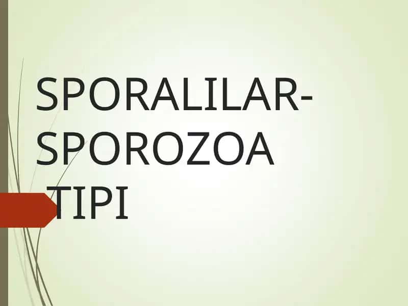 SPORALILAR-SPOROZOATIPI 1