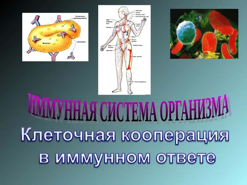 ИММУННАЯ СИСТЕМА ОРГАНИЗМА 1
