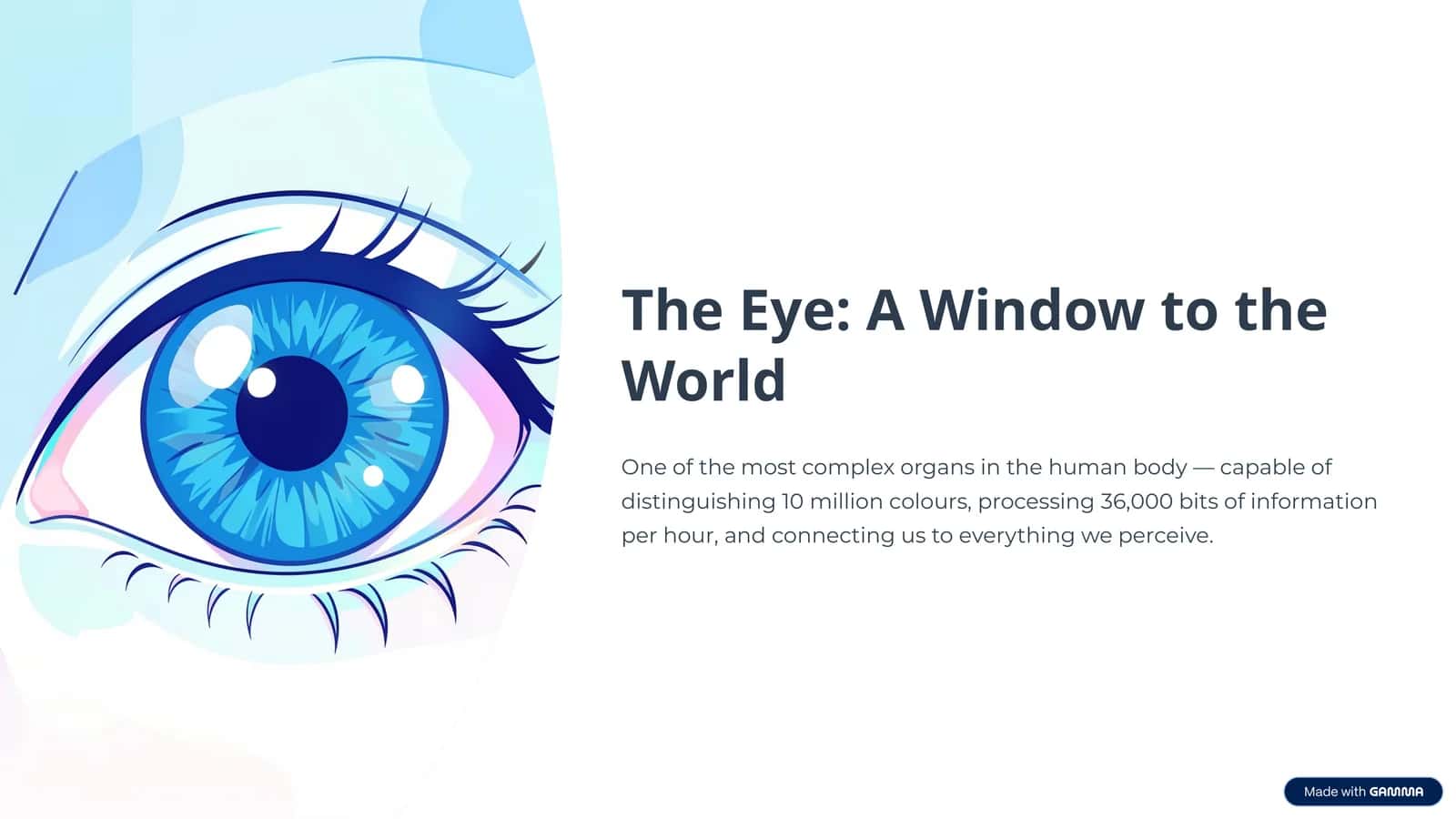 The Eye: A Window to the World 1