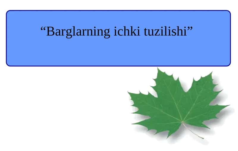 Barg ichki tuzilishi 1