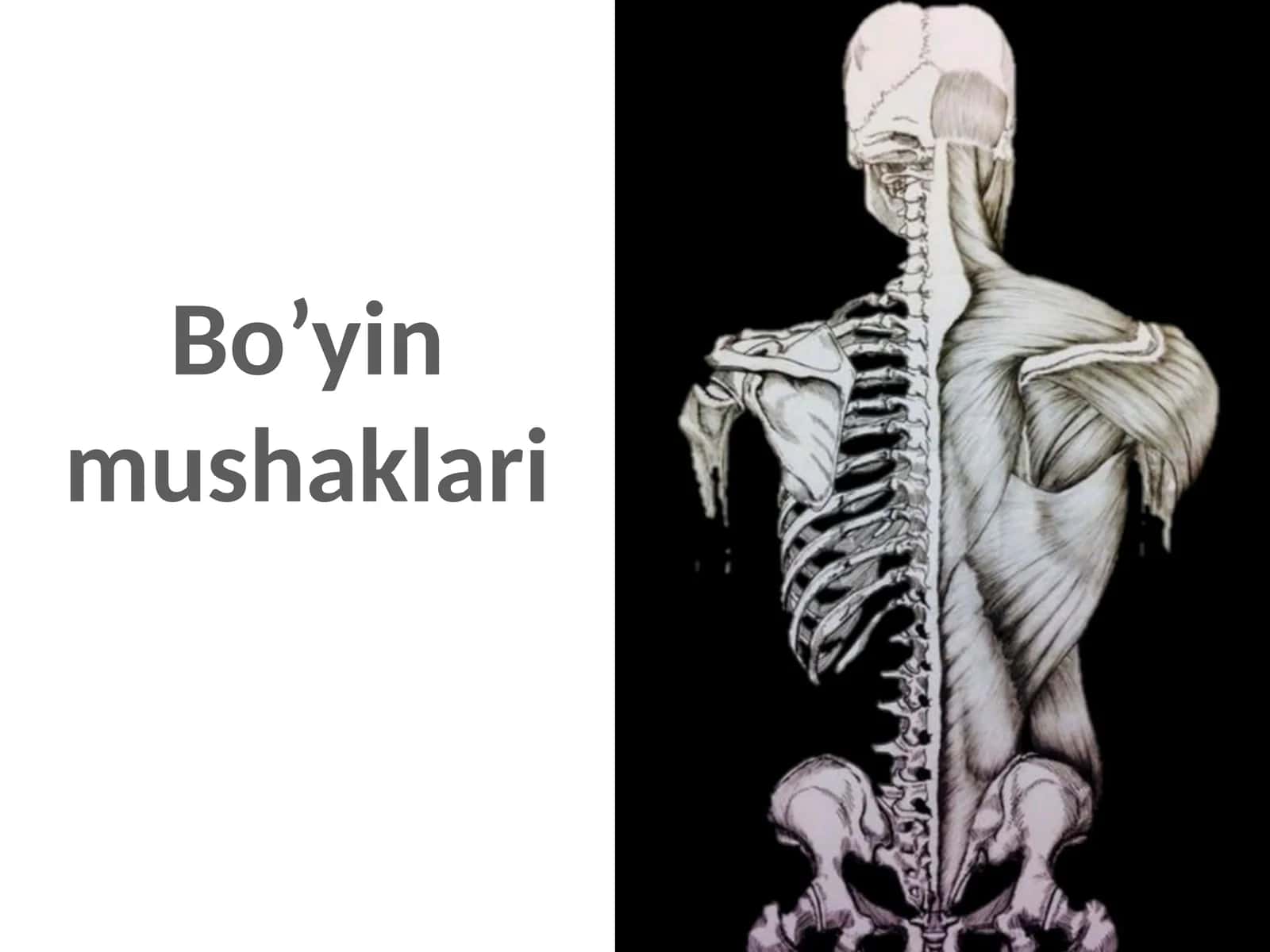 Bo’yin mushaklari 1