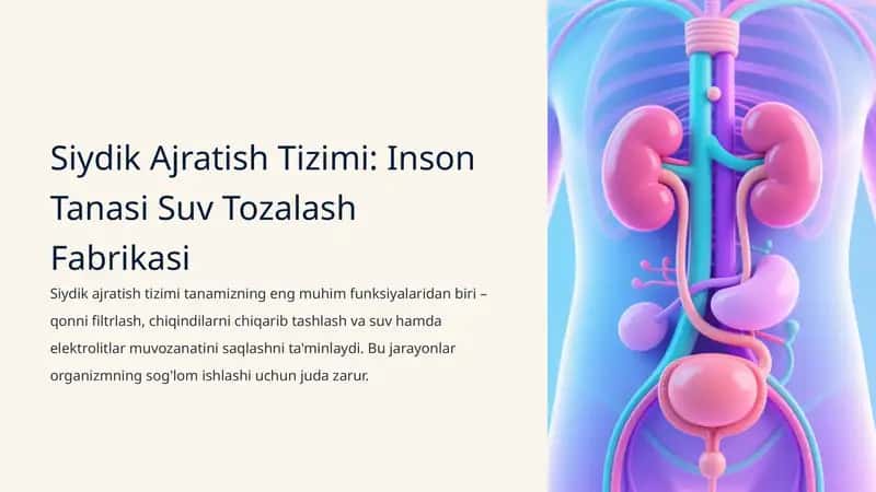 Siydik Ajratish Tizimi: Inson Tanasi Suv Tozalash Fabrikasi 1