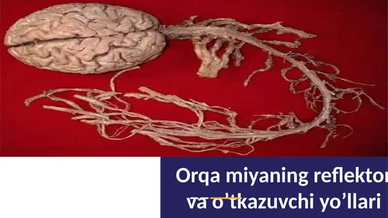 Orqamiyaning reflektor va o’tkazuvchi yo’llari 1