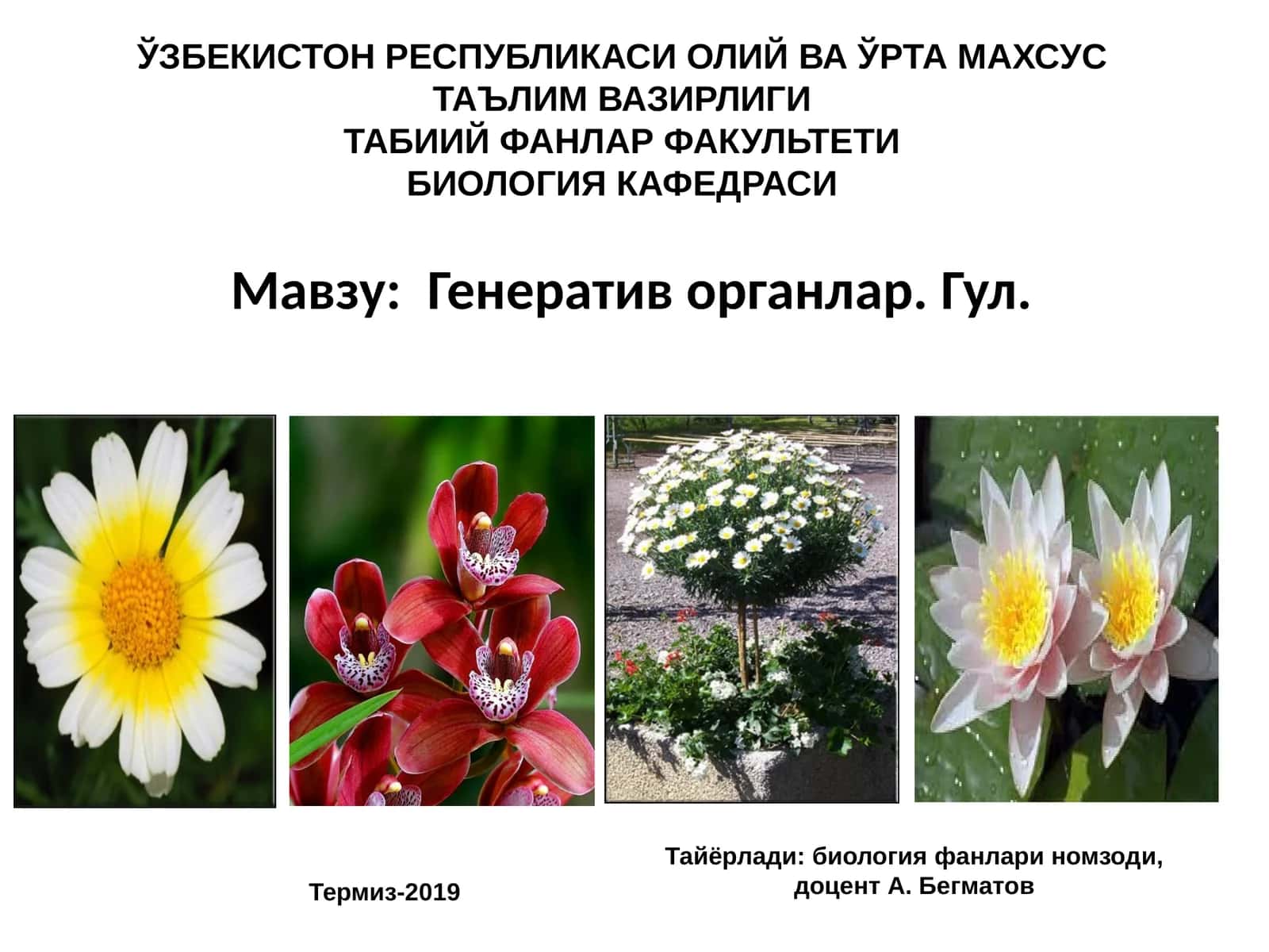 Генератив органлар. Гул 1