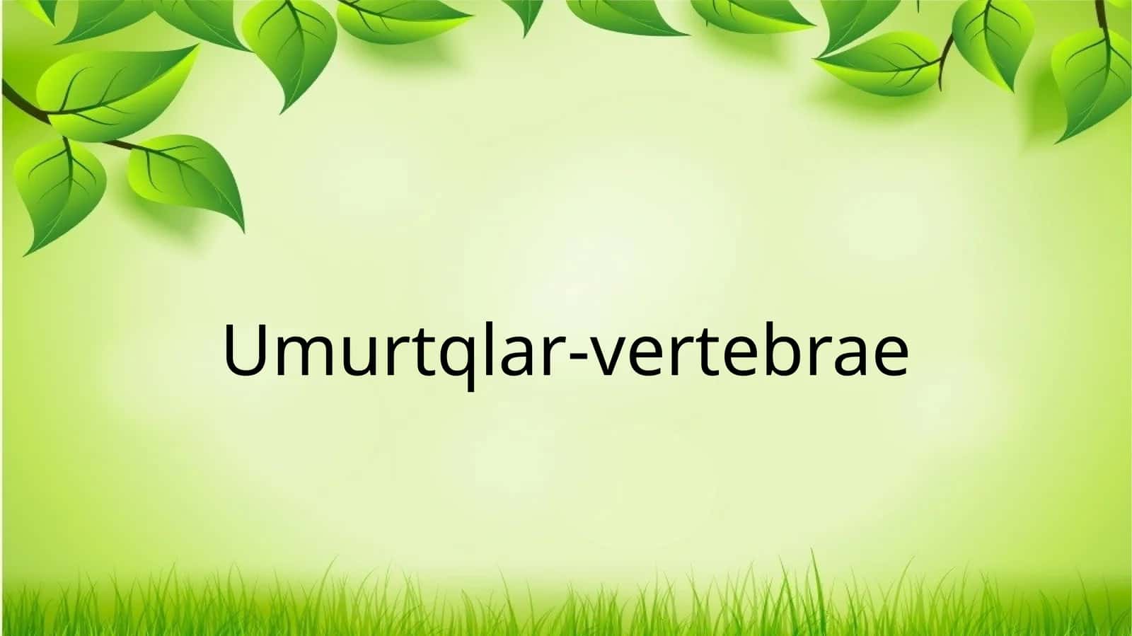 Umurtqalar -vertebrae 1