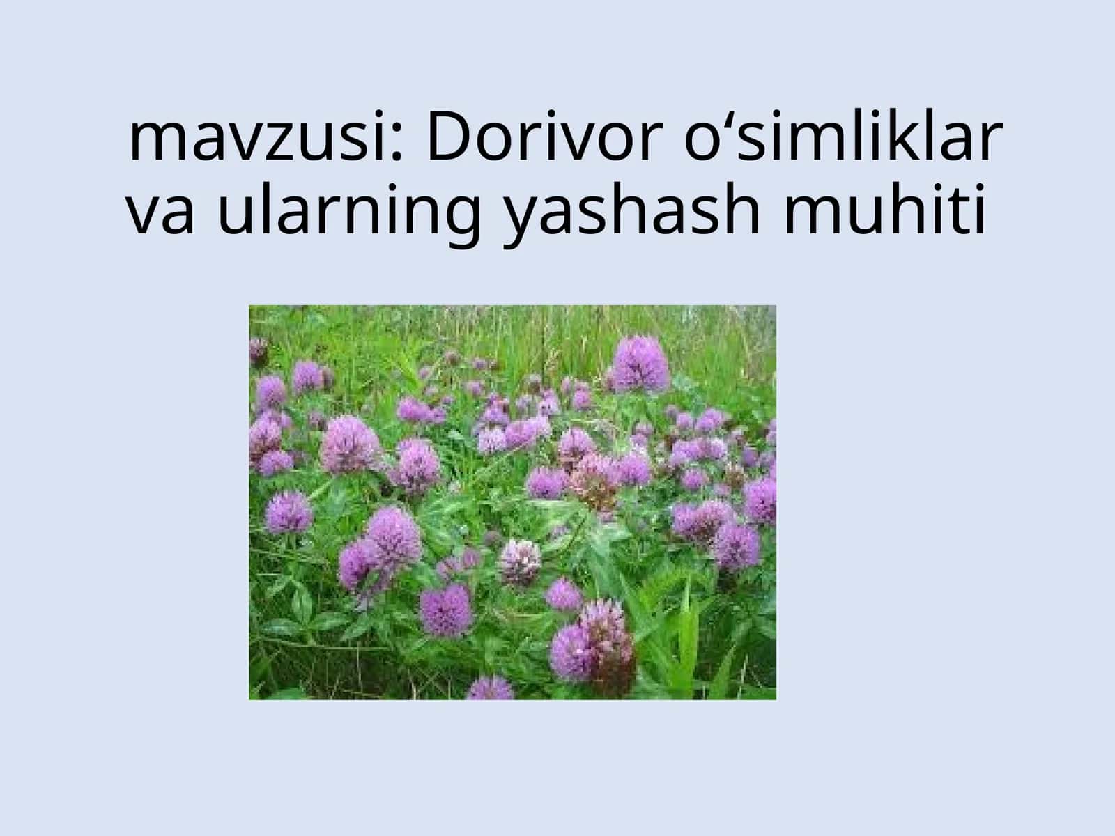 Dorivor o‘simliklar va ularning yashash muhiti 1