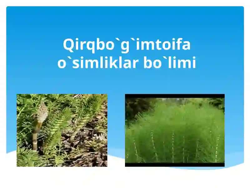 Qirqbo`g`imtoifao`simliklar