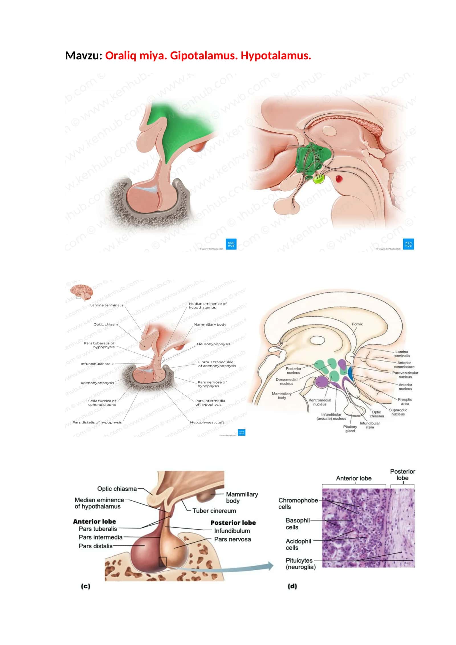 Oraliq miya. Gipotalamus. Hypotalamus 1