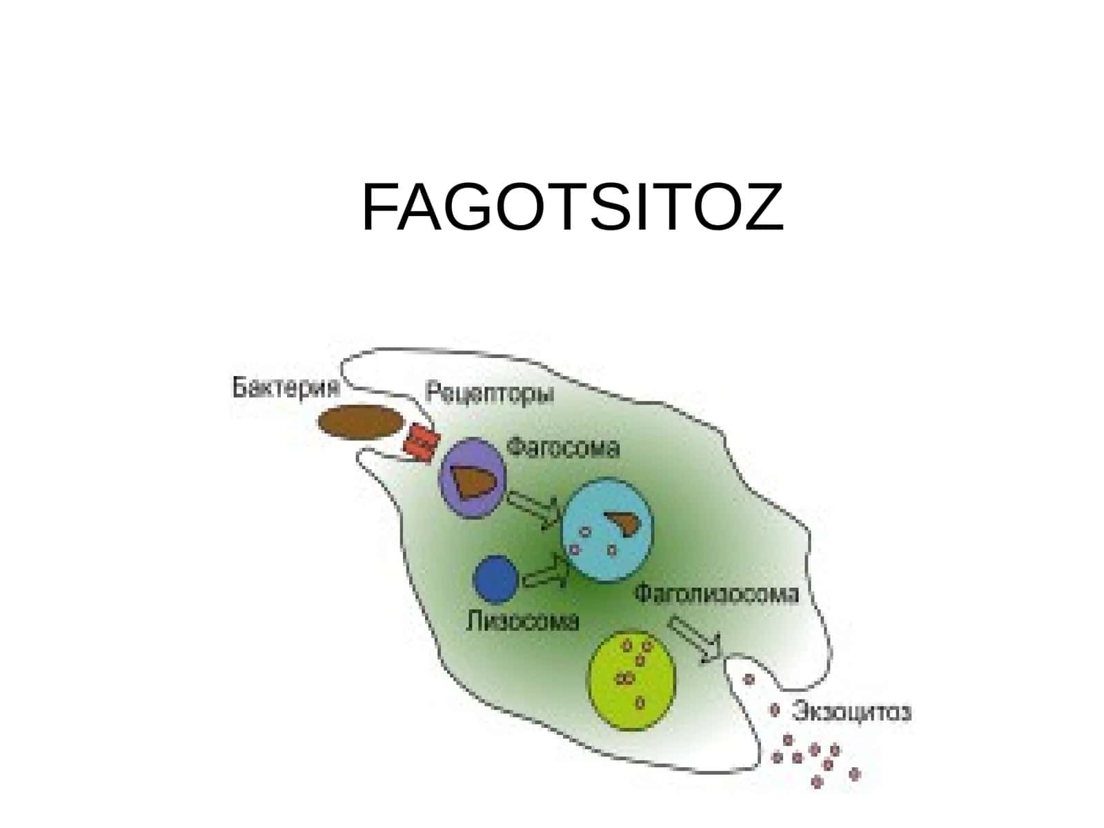 FAGOTSITOZ 1