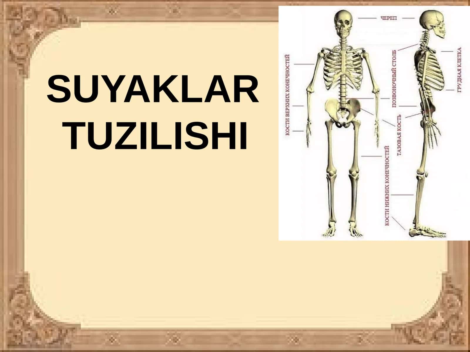 SUYAKLAR TUZILISHI 1