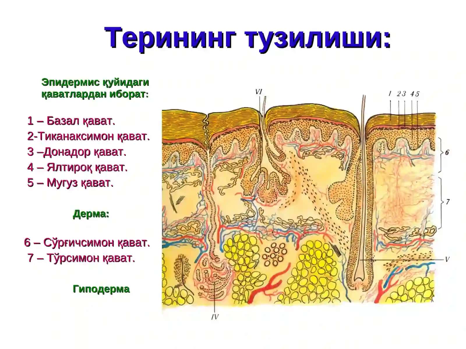 Мейёр терининг тузилиши 2