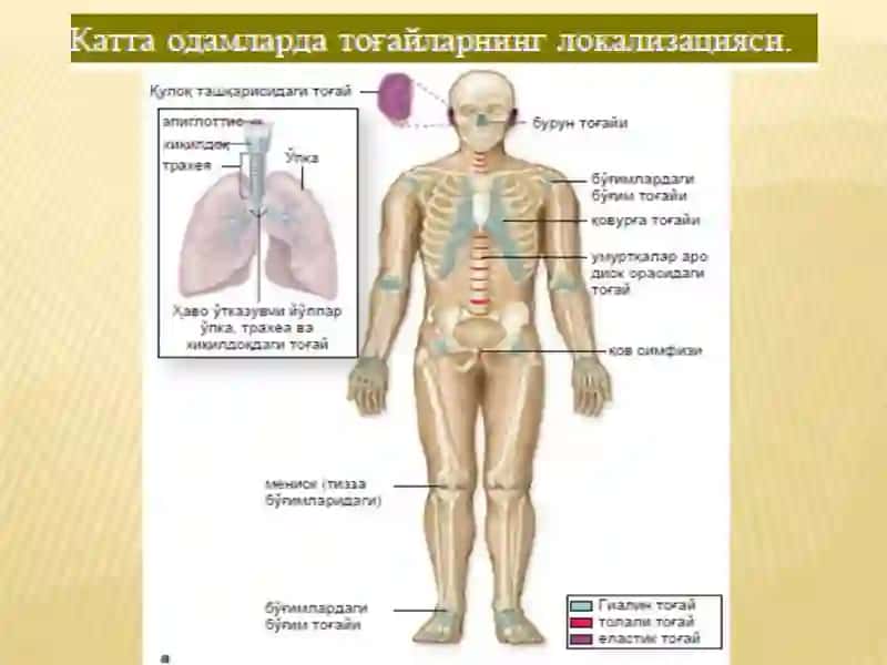 Тоғай тўқимаси 2