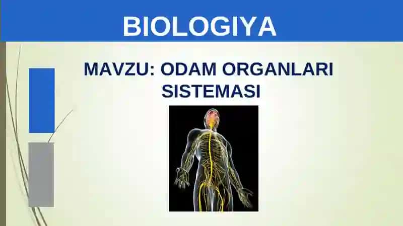 ODAM ORGANLARI SISTEMASI 2