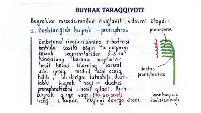Buyrak 2